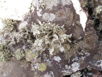 [Ramalina maderensis]
